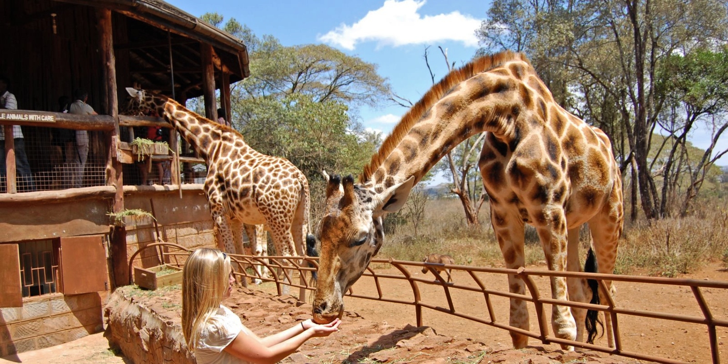 ./giraffe-center-nairobi-kenya_1777220065641